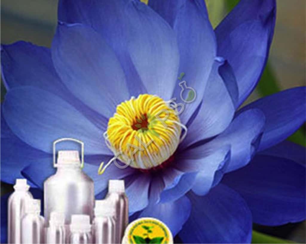 Beneficio de aceite absoluto absoluto floral de Lotus Blue